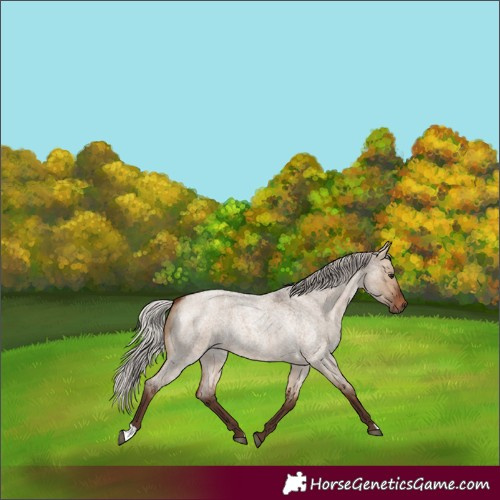 Horse Color:Silver Bay Roan Dun 