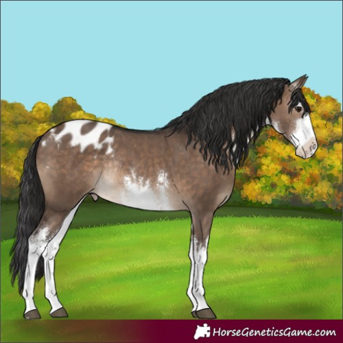 Horse Color:White Spotted Brown Dun Appaloosa Rabicano