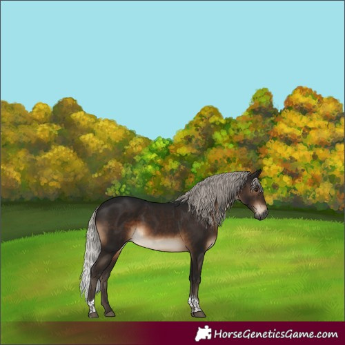 Horse Color:Gray White Spotted Silver Brown Tobiano