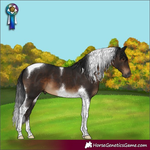 Horse Color:Gray Brown Tobiano 