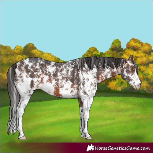 Horse Color:Bay Sabino 