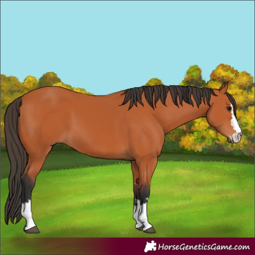 Horse Color:Bay 