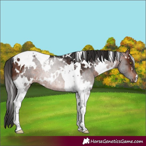 Horse Color:White Spotted Bay Tobiano 