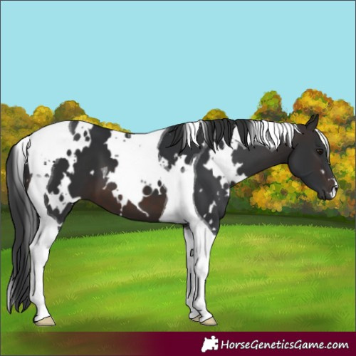 Horse Color:White Spotted Brown Tobiano 