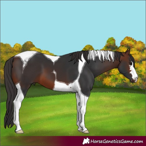 Horse Color:Brown Tobiano