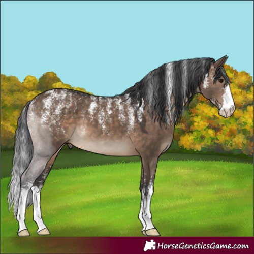 Horse Color:Powder White Brown Dun