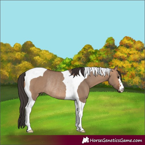 Horse Color:Bay Dun Tobiano Rabicano
