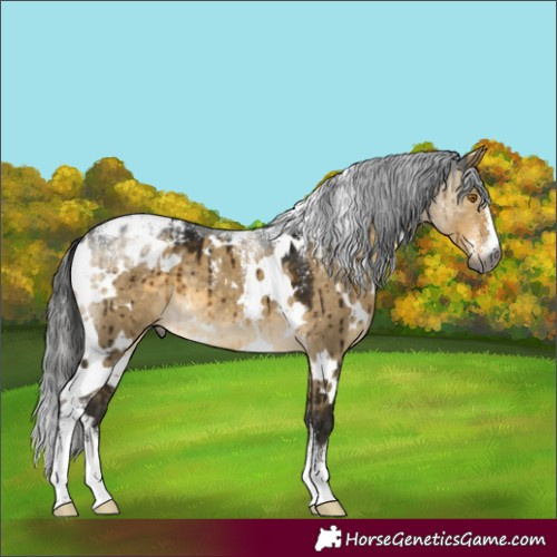 Horse Color:Powder White Gray White Spotted Buckskin Dun Appaloosa Brindle