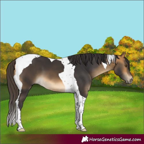 Horse Color:Buckskin Tobiano 