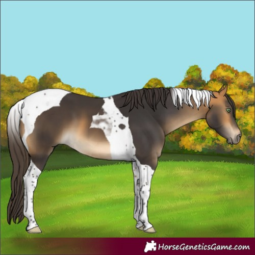 Horse Color:Buckskin Tobiano