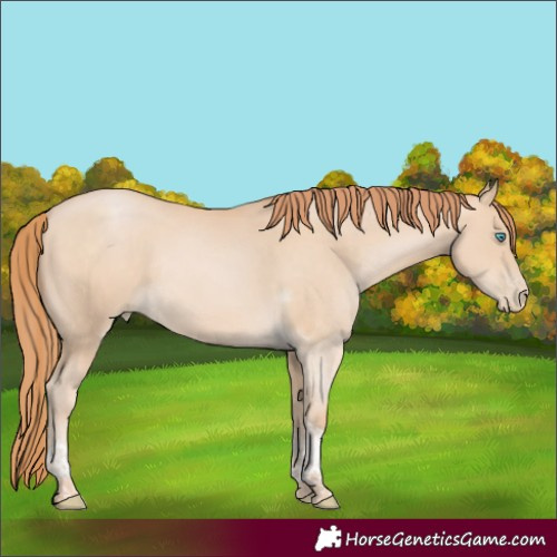Horse Color:Buckskin Tobiano Rabicano 