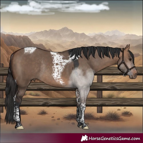Horse Color:Bay Dun Tobiano Rabicano 