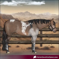 Horse Color:Bay Dun Tobiano Rabicano 