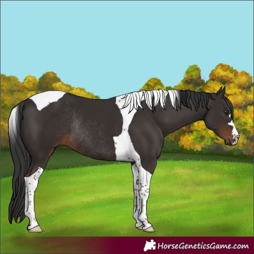 Horse Color:Liver Chestnut Tobiano Rabicano