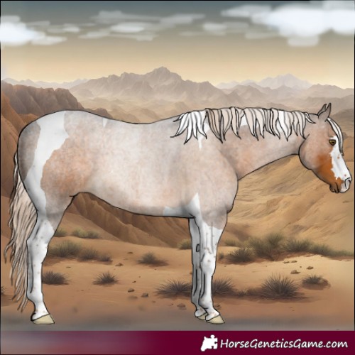 Horse Color:Pseudo Chocolate Palomino Tobiano 