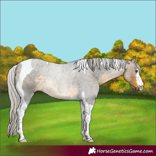 Horse Color:Silver Brown Tobiano