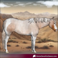Horse Color:Pseudo Chocolate Palomino Tobiano 