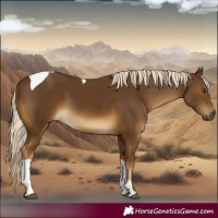 Horse Color:Pseudo Chocolate Palomino Tobiano 