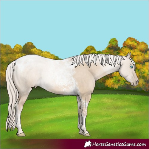Horse Color:Chocolate Palomino Dun Tobiano