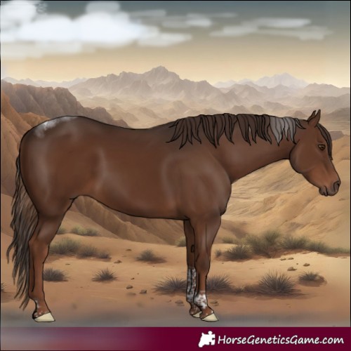 Horse Color:Liver Chestnut Tobiano Rabicano