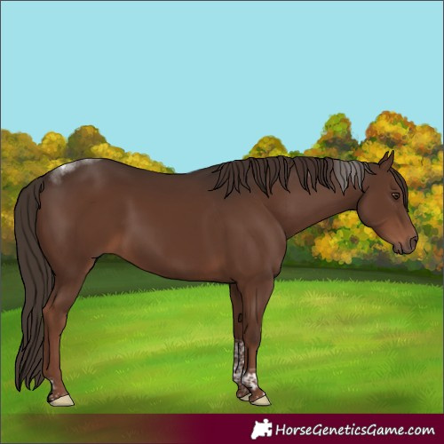 Horse Color:Liver Chestnut Tobiano Rabicano