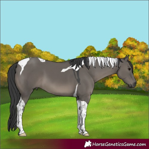Horse Color:Grullo Tobiano