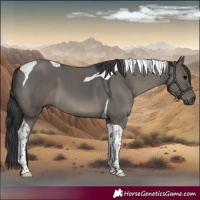 Horse Color:Grullo Tobiano