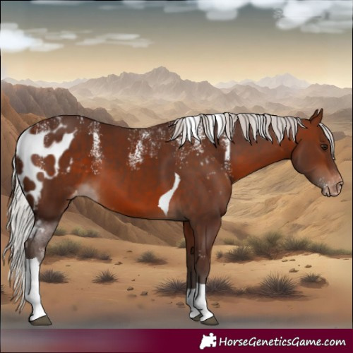 Horse Color:Powder White Silver Brown Tobiano Skewed LP Spotted 