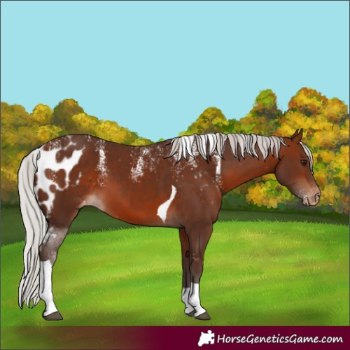 Horse Color:Powder White Silver Brown Tobiano Skewed Appaloosa 