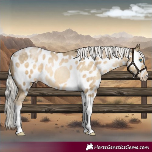 Horse Color:Silver Buckskin Tobiano Skewed LP Spotted
