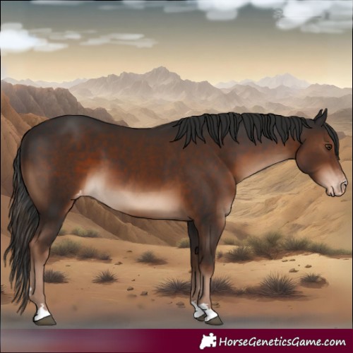 Horse Color:Liver Chestnut Appaloosa