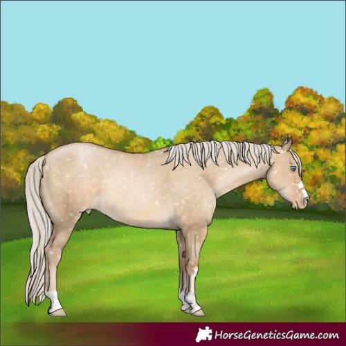 Horse Color:Liver Red Dun Appaloosa Rabicano