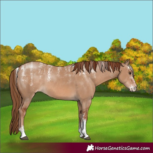 Horse Color:Powder White Red Dun Skewed Appaloosa Rabicano 