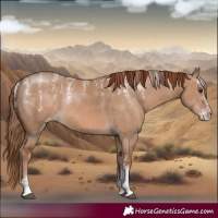Horse Color:Powder White Red Dun Skewed LP Spotted Rabicano 