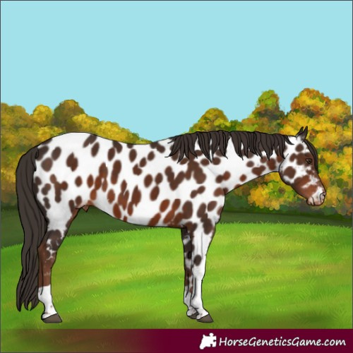 Horse Color:Liver Chestnut Tobiano Appaloosa 