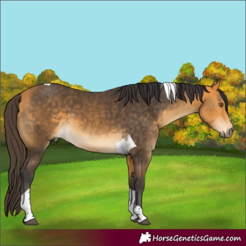 Horse Color:Buckskin Tobiano