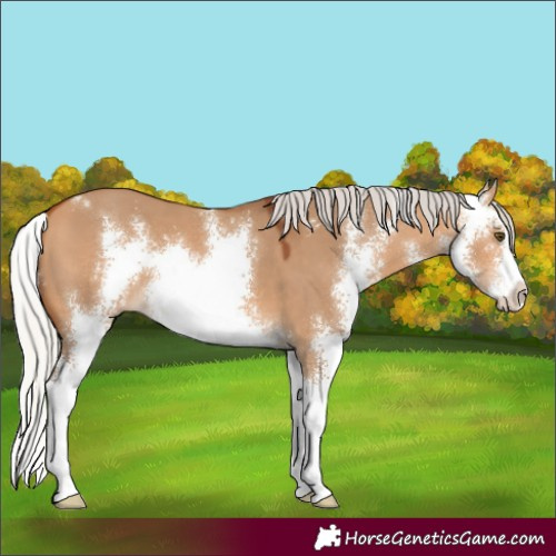 Horse Color:Silver Bay Dun Sabino
