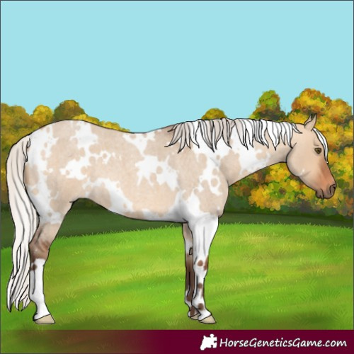 Horse Color:White Spotted Silver Bay Roan Dun