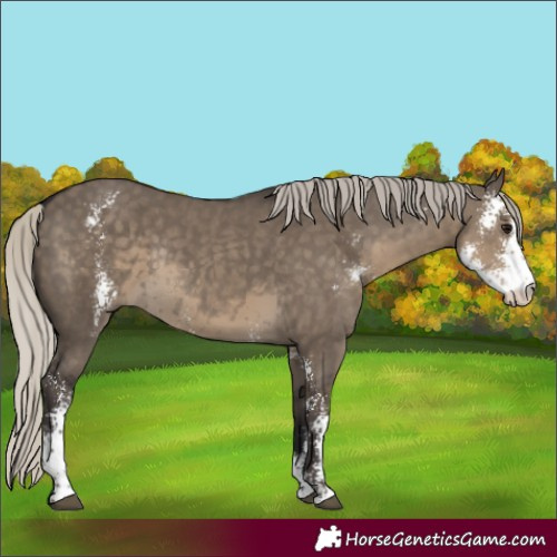 Horse Color:Silver Smoky Grullo Sabino Rabicano