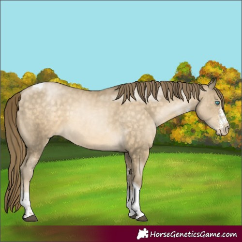 Horse Color:White Spotted Buckskin Tobiano