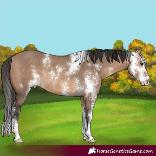 Horse Color:Bay Dun Sabino Rabicano