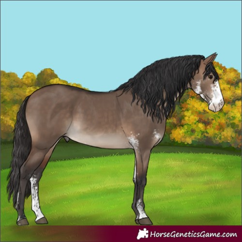 Horse Color:Brown Dun Sabino Rabicano 