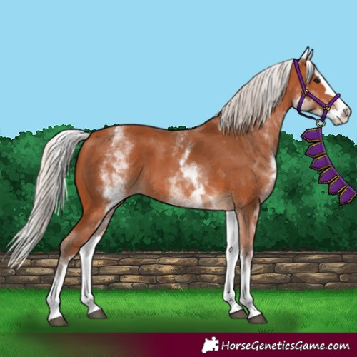 Horse Color:White Spotted Silver Bay Splash