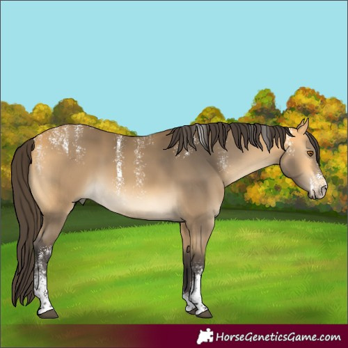 Horse Color:Powder White Buckskin 
