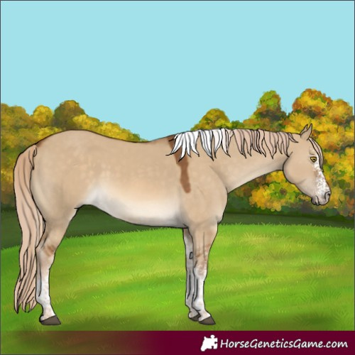 Horse Color:White Spotted Chocolate Palomino Dun Tobiano
