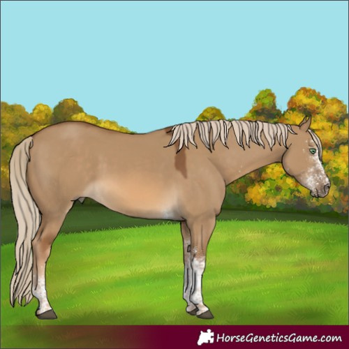 Horse Color:White Spotted Chocolate Palomino Dun Tobiano 