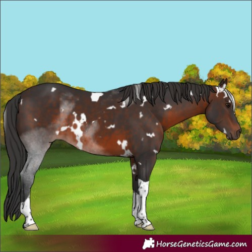 Horse Color:White Spotted Brown Tobiano