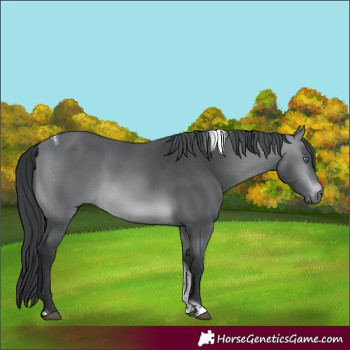 Horse Color:Brown Chinchilla Tobiano