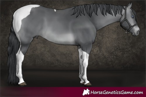Horse Color:Brown Chinchilla Tobiano 