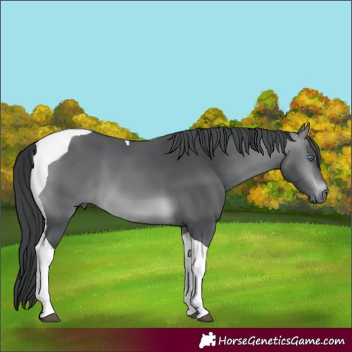 Horse Color:Brown Chinchilla Tobiano 